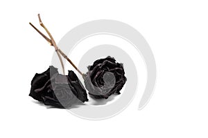 Black Withered Roses