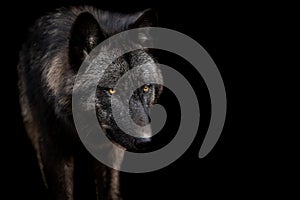 Black wolf with a black background