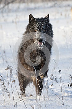 Black wolf with bright eyes