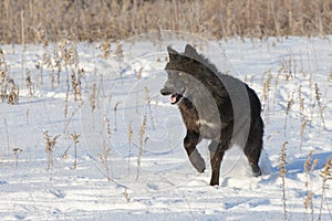 Black wolf with bright eyes