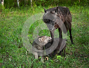 Black Wolf (Canis lupus) and Frolicking Pups