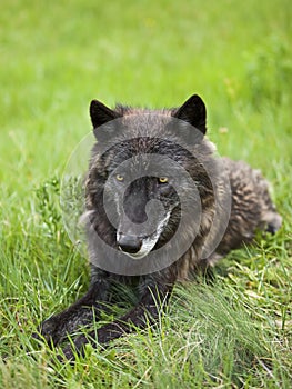 Black wolf Canis Lupus green grass