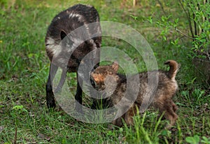 Black Wolf (Canis lupus) Greets Her Pup