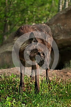 Black Wolf (Canis lupus) Looks Right