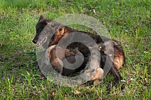 Black Wolf (Canis lupus) Nurses Wolf Pups