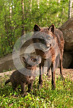 Black Wolf (Canis lupus) Pup Looks Up at Parent