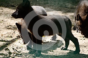 Black Wolf. Canis lupus. Puppy. Wild animal in the zoo