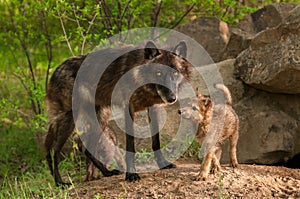 Black Wolf (Canis lupus) and Pups Stand at Den Entrance