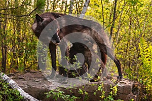 Black Wolf (Canis lupus) Stands Atop Rock and Feeds Her Pups