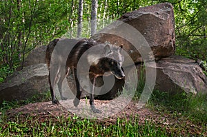 Black Wolf (Canis lupus) Stands in Front of Den Paw Raised