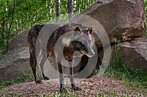 Black Wolf (Canis lupus) Stands in Front of Den Site