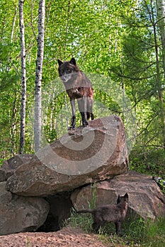 Black Wolf (Canis lupus) Stands on Top of Den - Pup Below