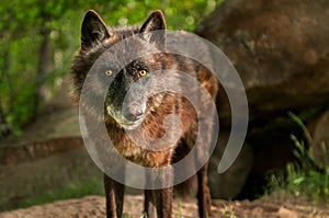 Black Wolf (Canis lupus) Stares Out