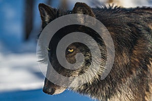 A Black Wolf Close Up Photo