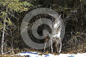 Black wolf exiting den site photo