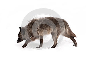 Black wolf isolated against a white background walking in the winter snow in Canada