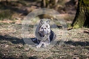 Black wolf lying in the forest