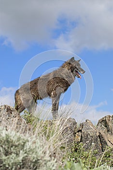 Black wolf on Montana ridge