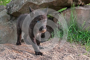 Black Wolf Pup (Canis lupus) Stands outside Den Entrance