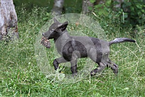 Black wolf pup running with pine cone.