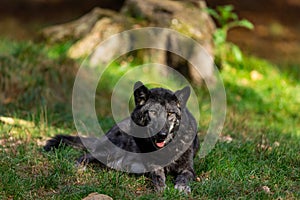 A black wolf rests in the forest