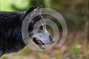 A black wolf rests in the forest