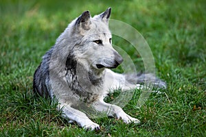 A black wolf rests in the forest