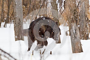 Black wolf running down prey