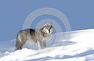 A lone Black wolf Canis lupus isolated on white background standing in the winter snow in Canada