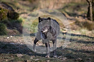 Black wolf walking in the forest