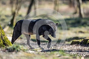 Black wolf walking in the forest