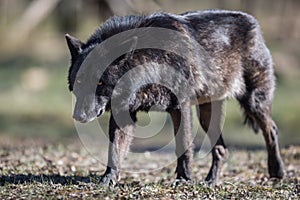 Black wolf walking in the forest