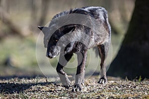 Black wolf walking in the forest