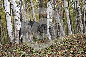 Black wolf walking in the forest