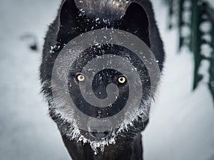 Black wolfe on the snow