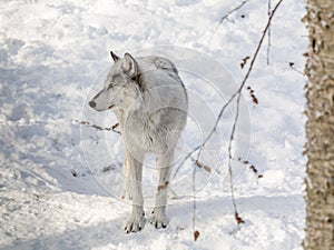 Black Wolve Looking to the Left Wearing his Winter Fur photo