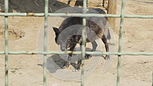 Black wolves behind the cage of the zoo. Pregnant wolf is waiting for whelp. Animal in captivity concept