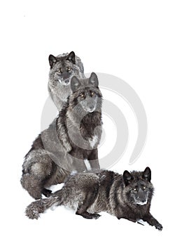 Black wolves (Canis lupus) isolated on white background standing in the winter snow in Canada