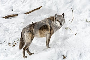 Black Wolves with Fantastc Yellow Eyes Looking at the Camera