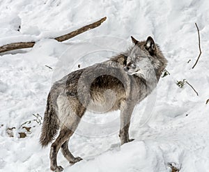 Black Wolves with Fantastc Yellow Eyes Looking on the Side