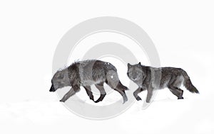 Black wolves isolated against a white background walking in the winter snow in Canada
