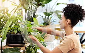 Black woman care for indoor plants, water and in house, sustainable green gardening, growth and leaf. Young female