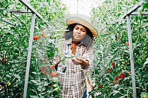 Black woman farmer in greenhouse diligently spraying water on tomato seedlings