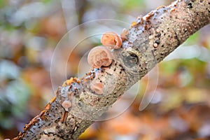 Black wood ear mushroom Auricularia auricula-judae, on a branch