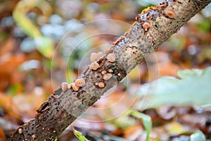 Black wood ear mushrooms Auricularia auricula-judae, on a branch