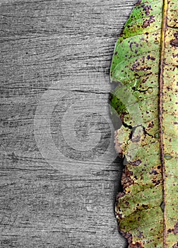 Black wood texture with decay leaf