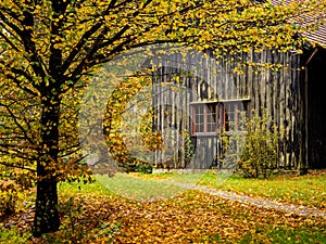 Black wooden old hut on a backyard of a countryside farm in autumn golden fall season