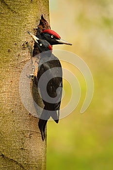 Black Woodpecker datel cerny - Dryocopus martius - Black Woodpecker photo