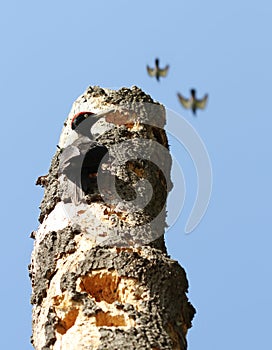 Black woodpecker on a drilled dry tree log