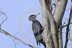 Black woodpecker, dryocopus martius photo